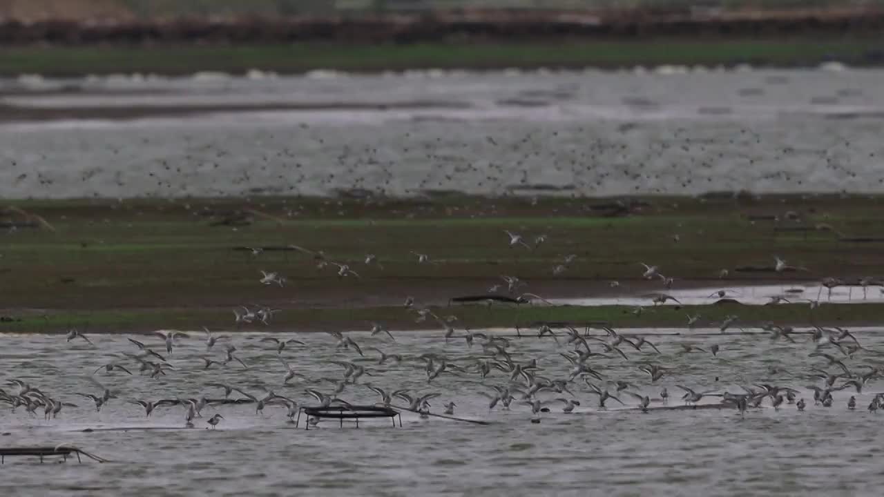 鸟群 birds视频素材