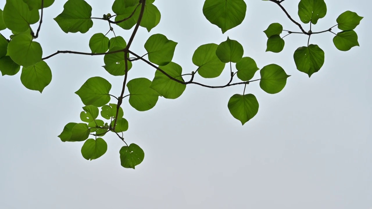 一棵树的枝叶视频素材