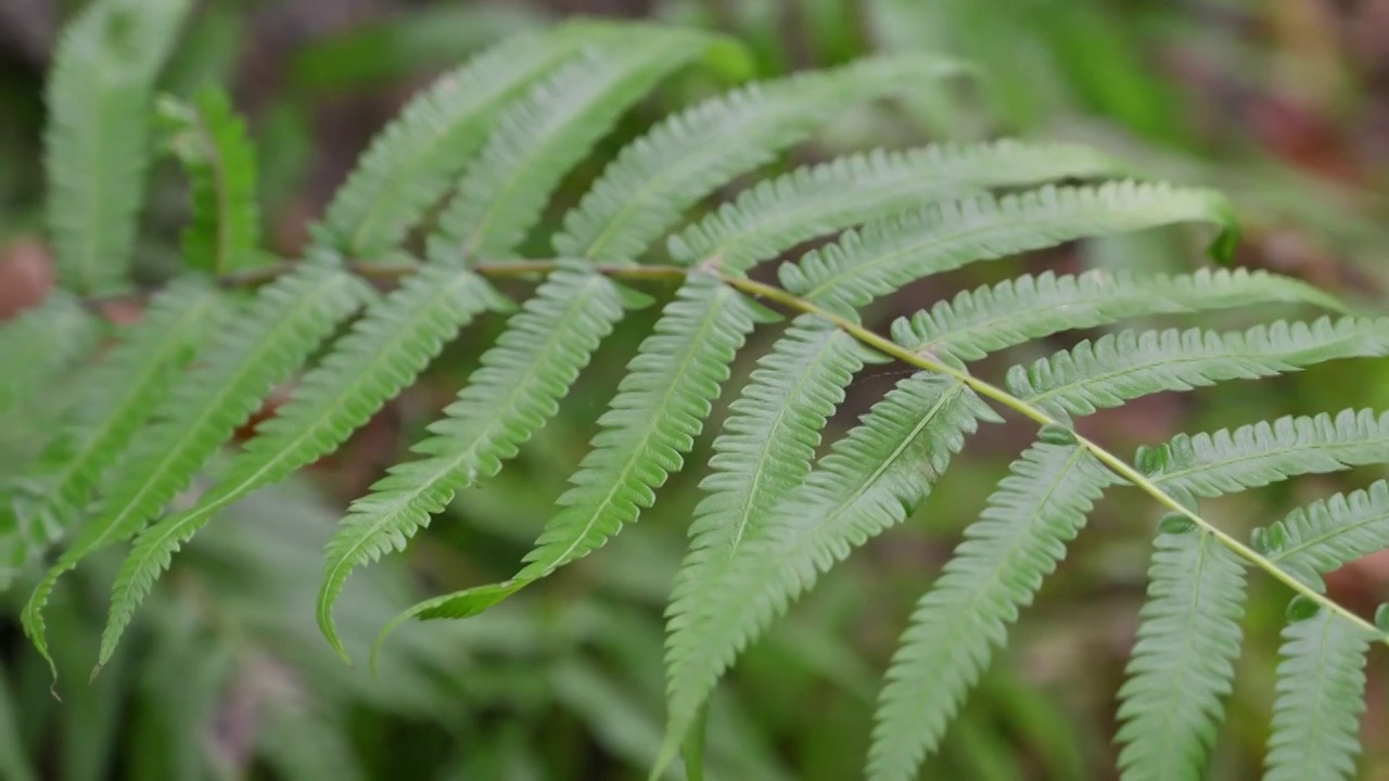 蕨类植物的叶子视频素材