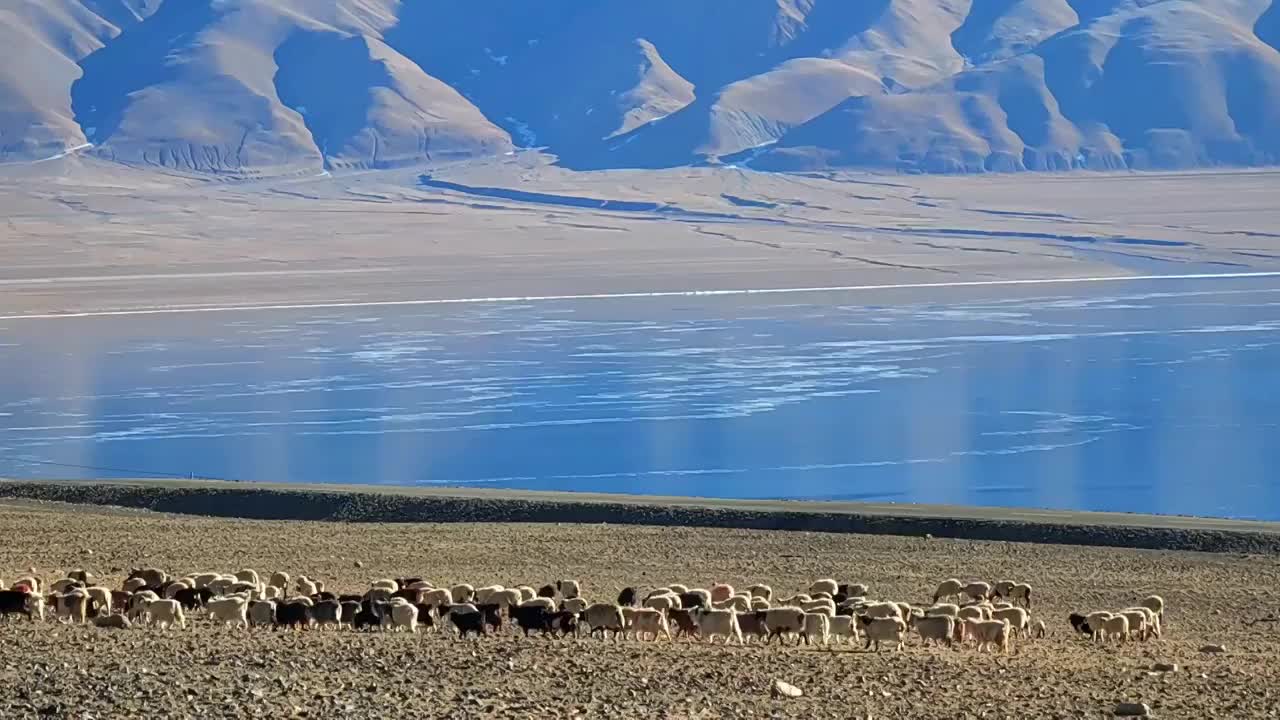 西藏那曲尼玛县当惹雍措湖畔的羊群视频素材