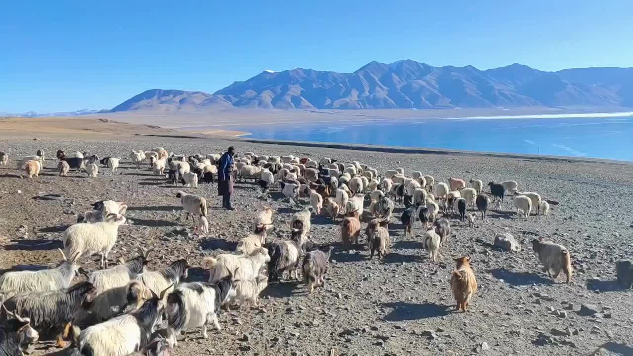 西藏那曲尼玛县当惹雍措湖畔的羊群视频素材