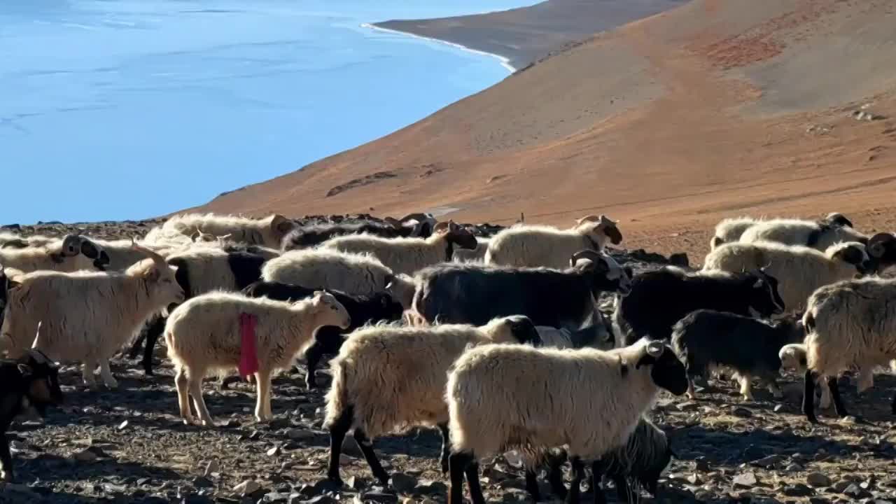 西藏那曲尼玛县当惹雍措湖畔羊群视频素材