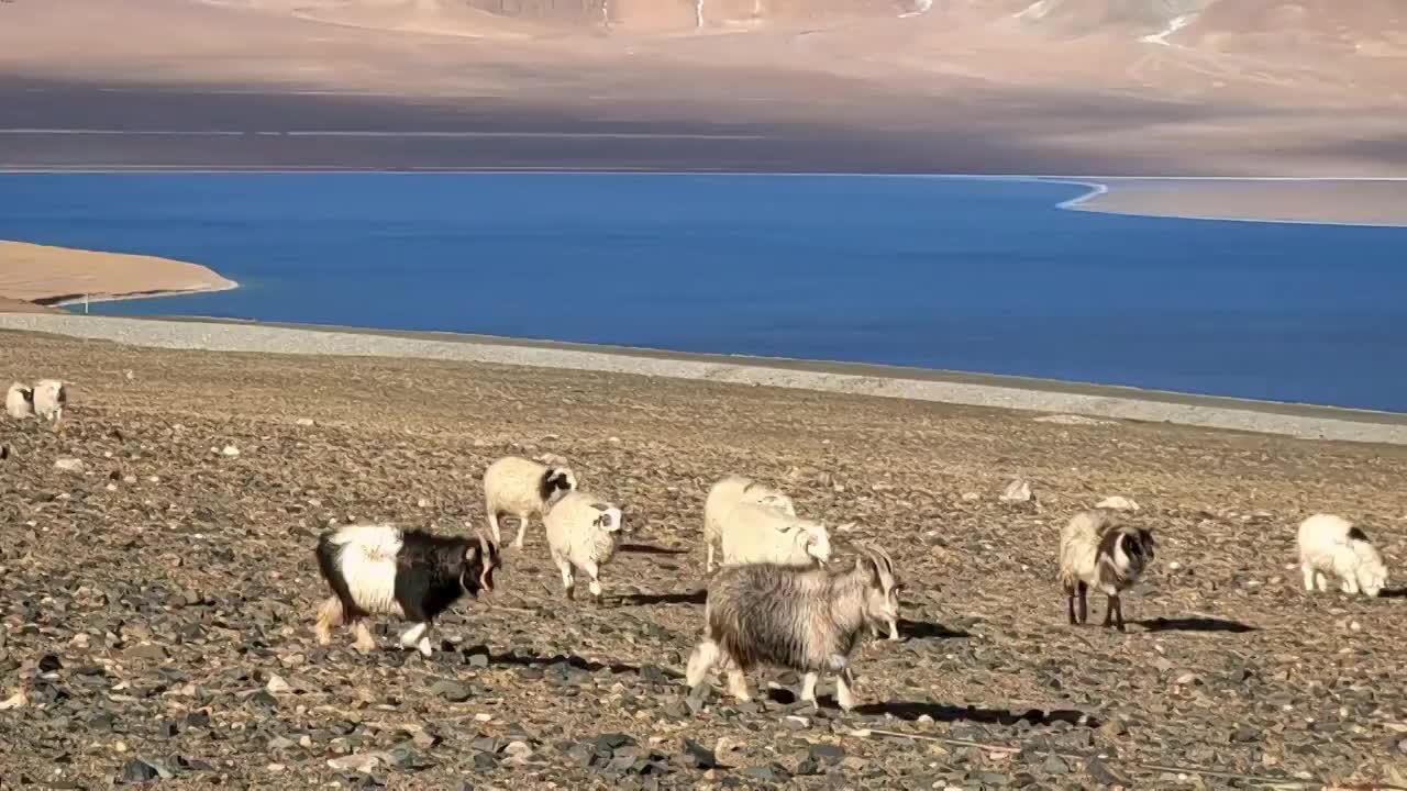 西藏那曲尼玛县当惹雍措湖畔羊群视频素材