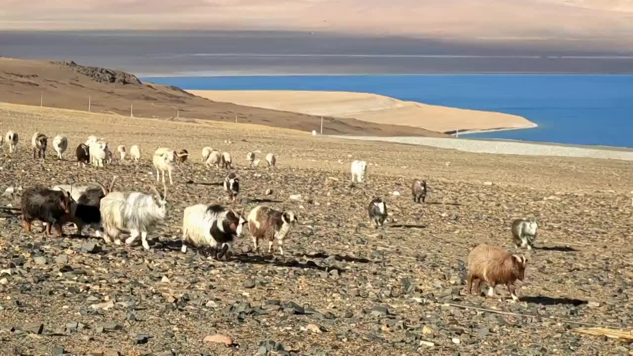 西藏那曲尼玛县当惹雍措湖畔羊群视频素材