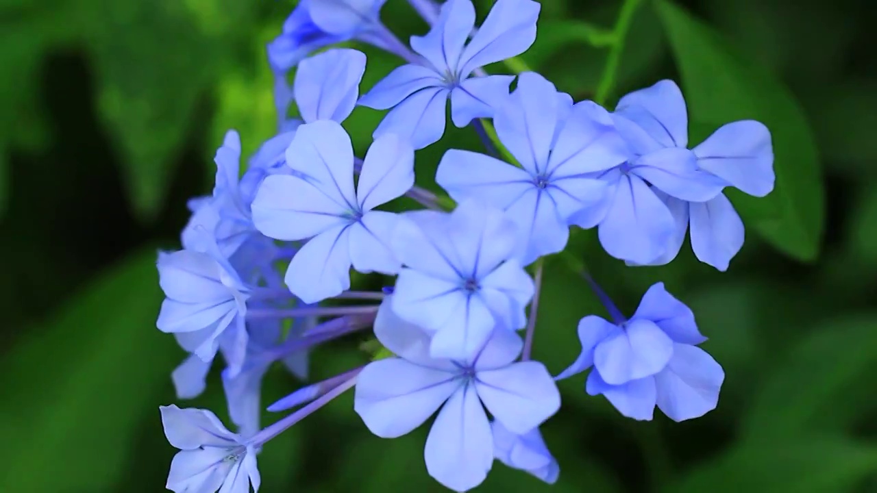 蓝花丹 蓝色小花视频素材