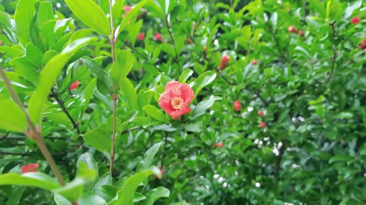 石榴花 水果花 红色视频素材