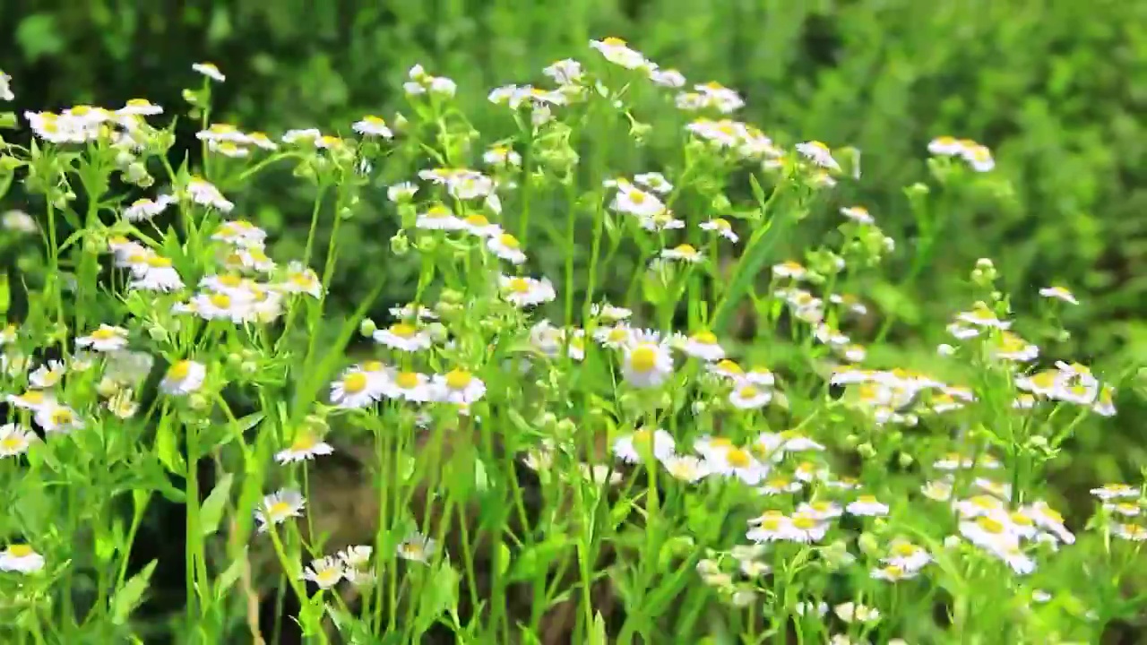 野花 小雏菊 白色小花 野外的花视频素材