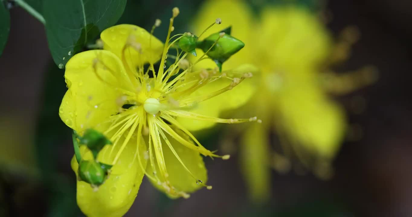 金丝桃视频素材