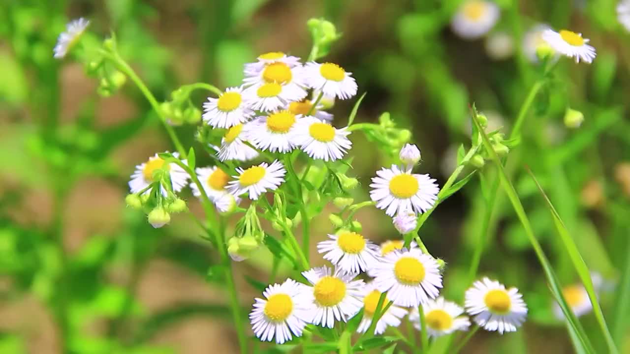 野花 小雏菊 白色小花 野外的花视频素材