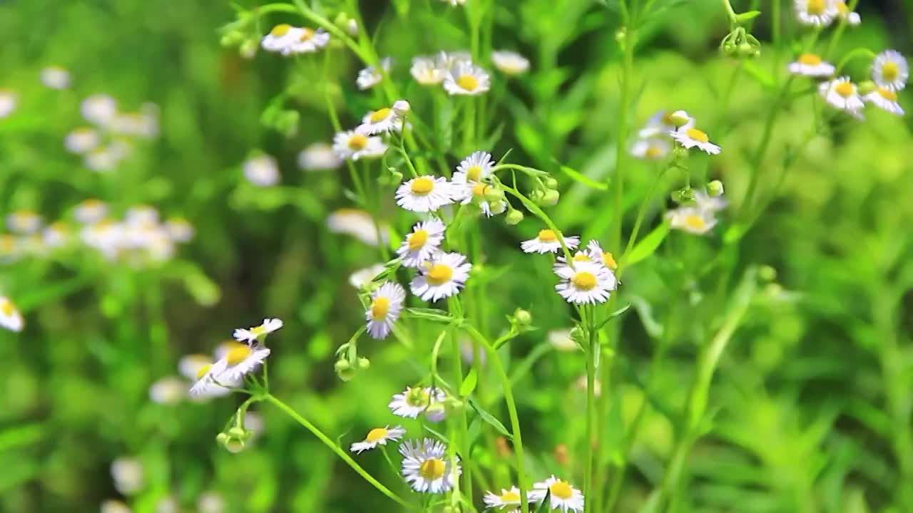 野花 小雏菊 白色小花 野外的花视频素材