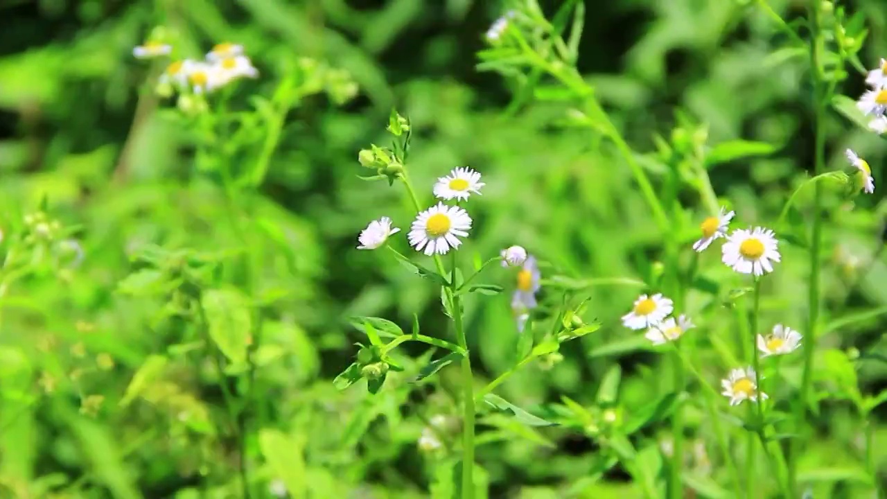 野花 小雏菊 白色小花 野外的花视频素材