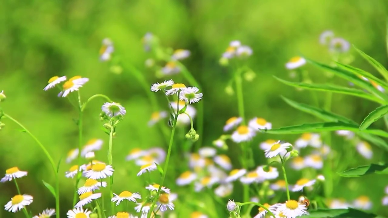 野花 小雏菊 白色小花 野外的花视频素材