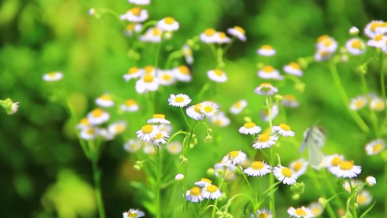 野花 小雏菊 白色小花 野外的花视频素材