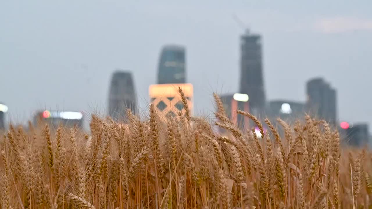 落日后城市建筑前的小麦田视频素材