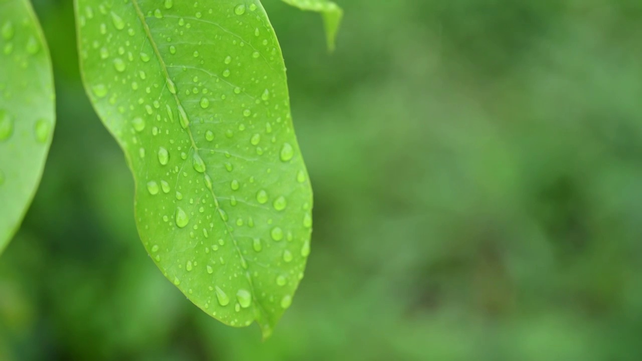 绿叶上的水珠视频素材