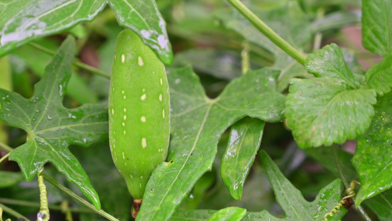 野果视频素材