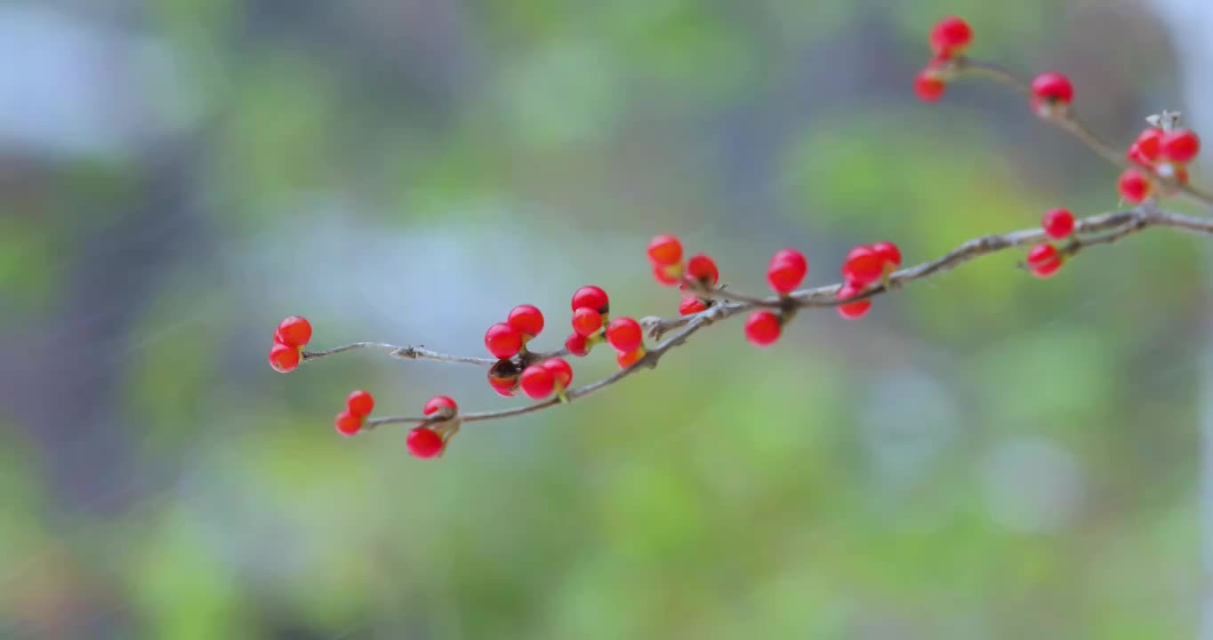 冬季飘雪野果唯美意境（合集）视频素材