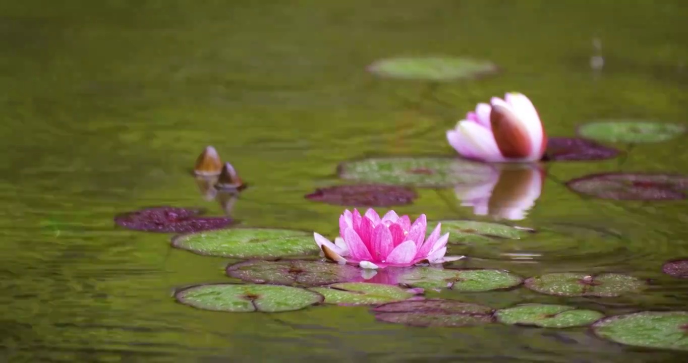 下雨湖水中盛开的的莲花视频素材