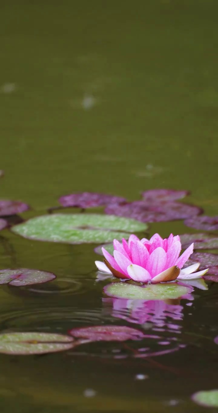 下雨湖水中盛开的的莲花视频素材