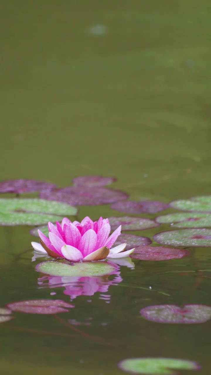 下雨湖水中盛开的的莲花视频素材