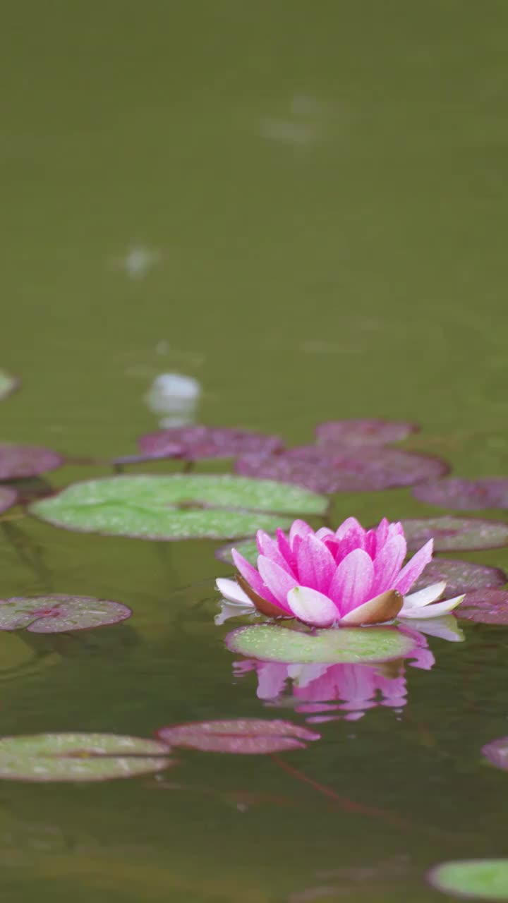 下雨湖水中盛开的的莲花视频素材