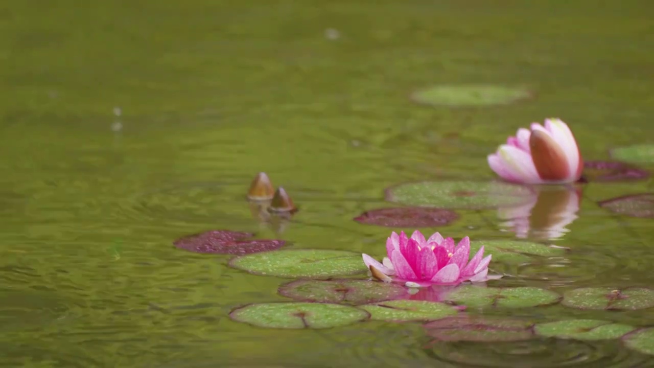 下雨湖水中盛开的的莲花视频素材