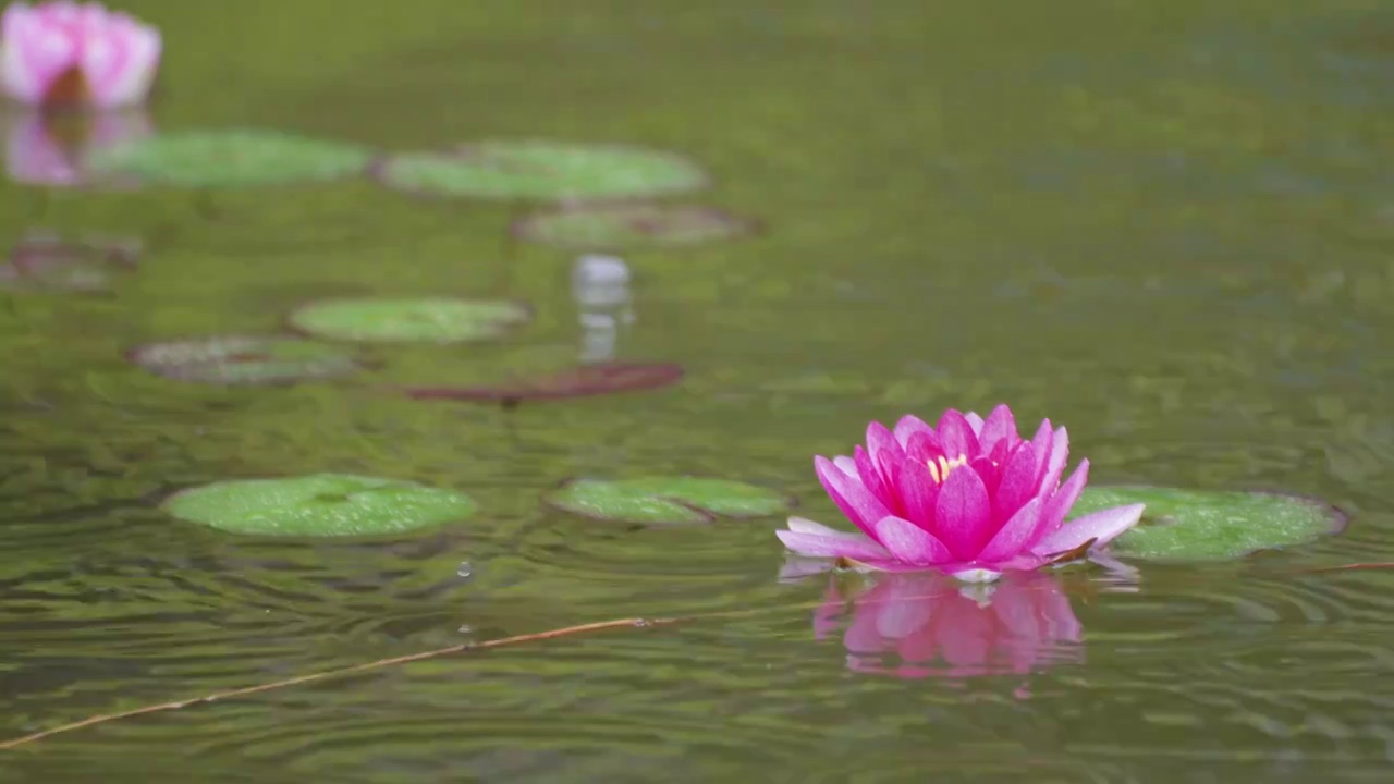 下雨湖水中盛开的的莲花视频素材