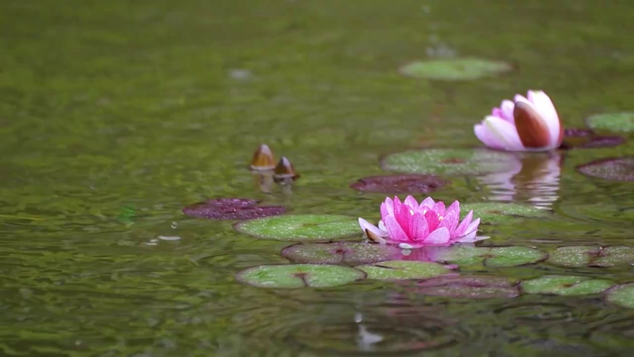 下雨湖水中盛开的的莲花视频素材