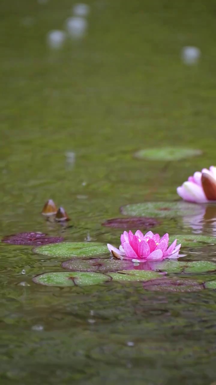 下雨湖水中盛开的的莲花视频素材