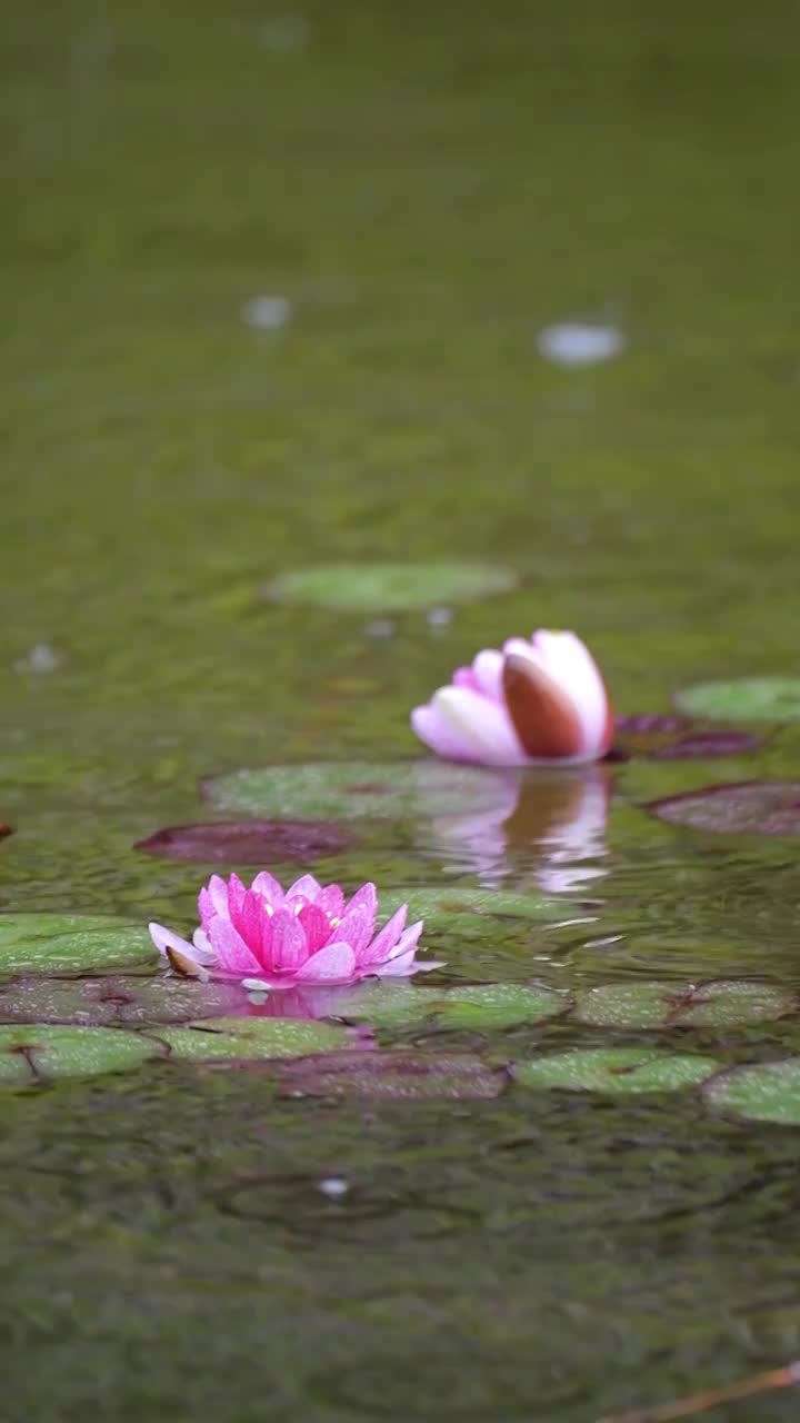 下雨湖水中盛开的的莲花视频素材