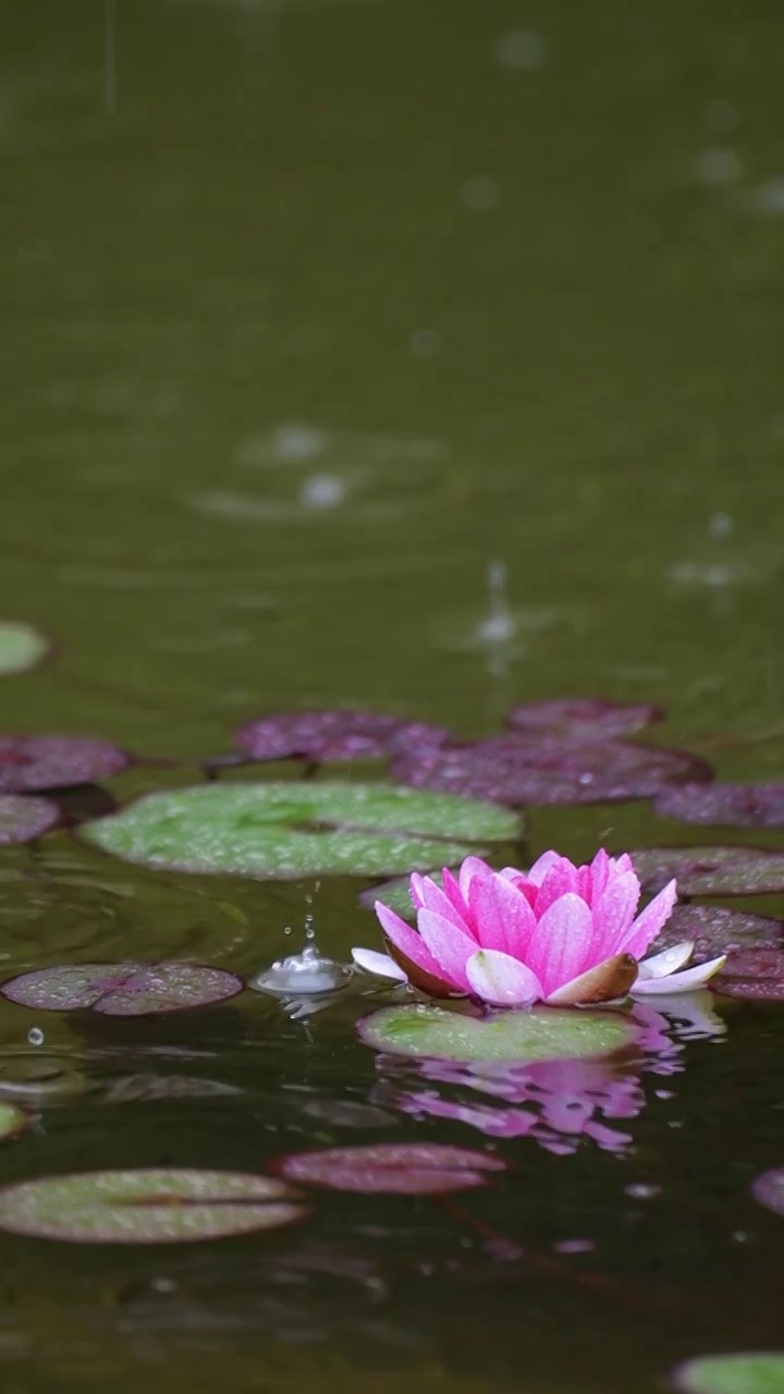 下雨湖水中盛开的的莲花视频素材