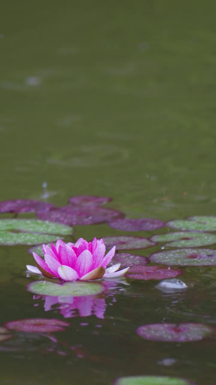 下雨湖水中盛开的的莲花视频素材