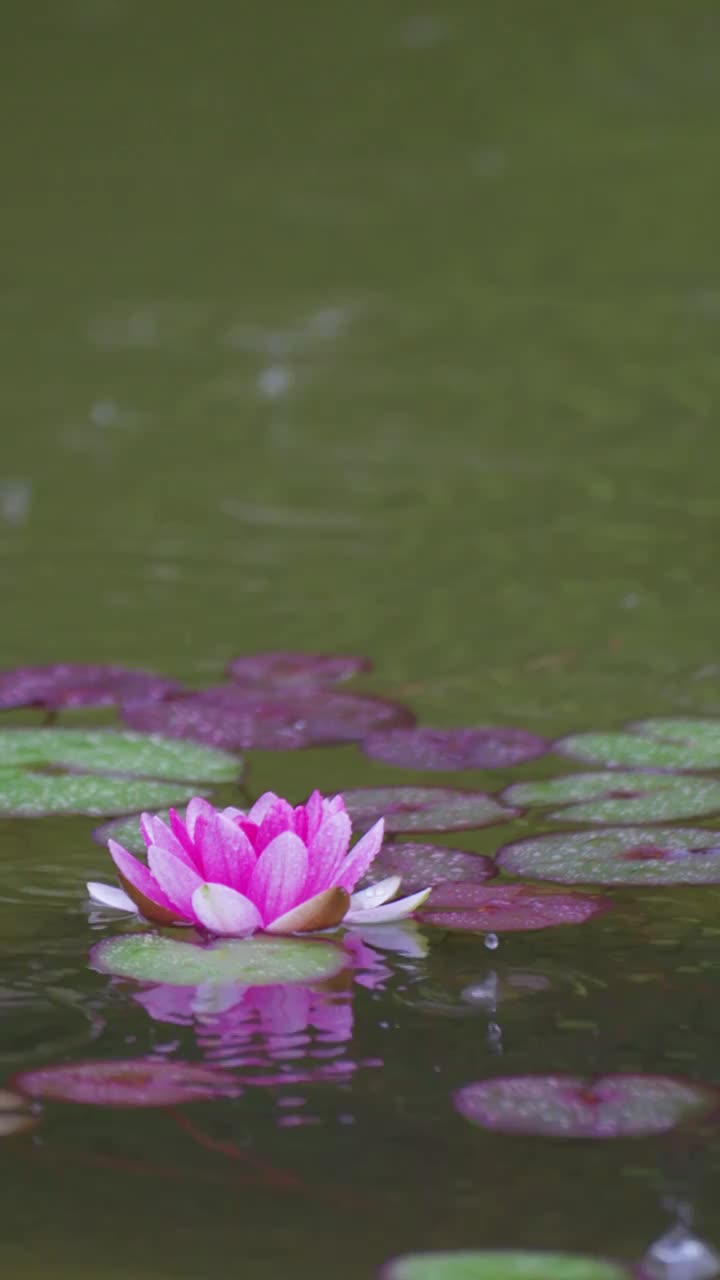 下雨湖水中盛开的的莲花视频素材