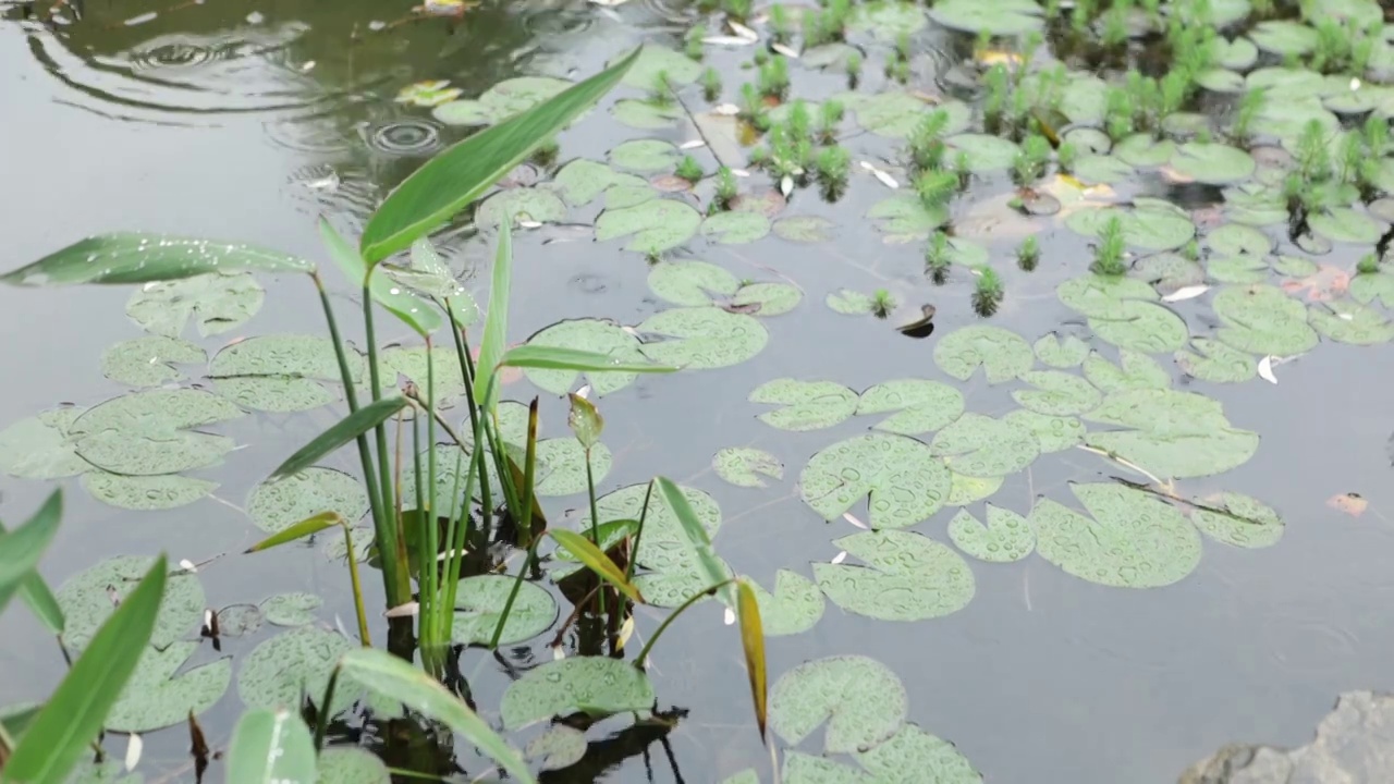 下雨天池塘里的荷叶视频素材