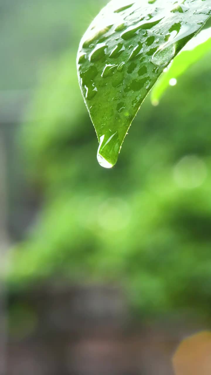 绿叶上的水滴视频素材