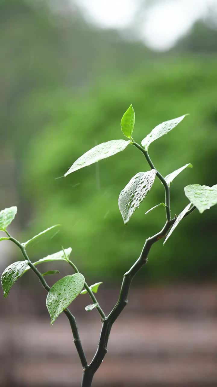 雨中的植物盆栽视频素材