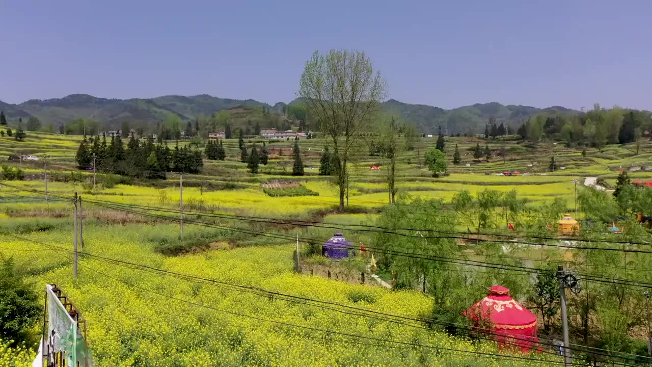 卧这古城油菜花视频素材