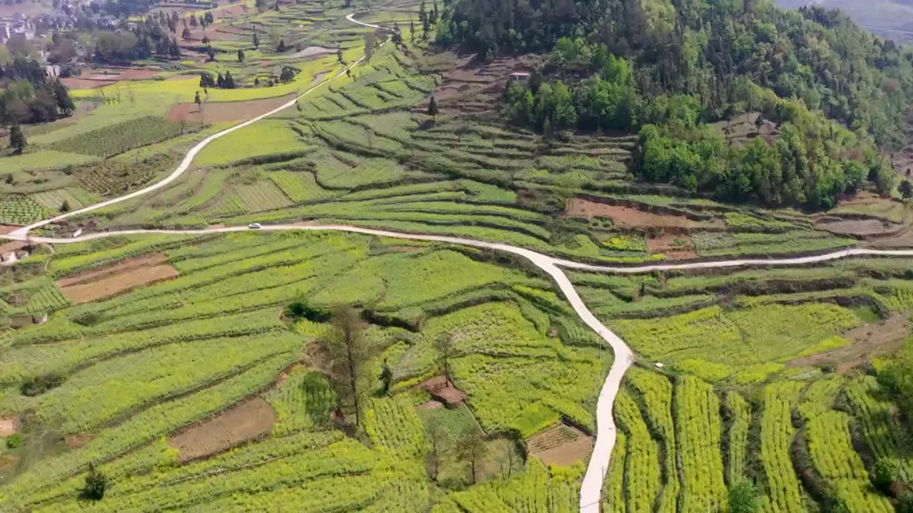 卧这古城油菜花（二）视频素材