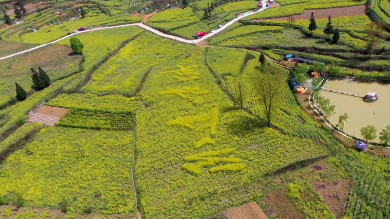 卧这古城油菜花（四）视频素材