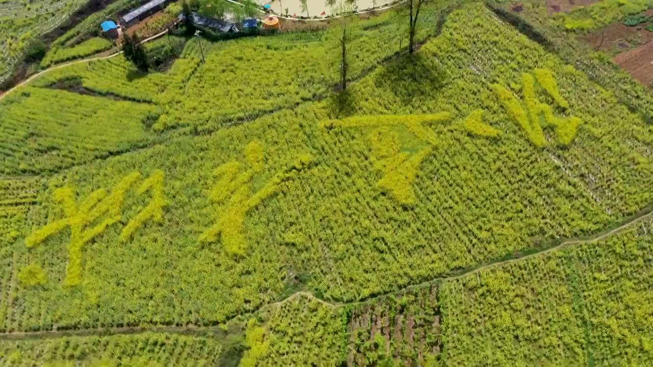 卧这古城油菜花（八）视频素材