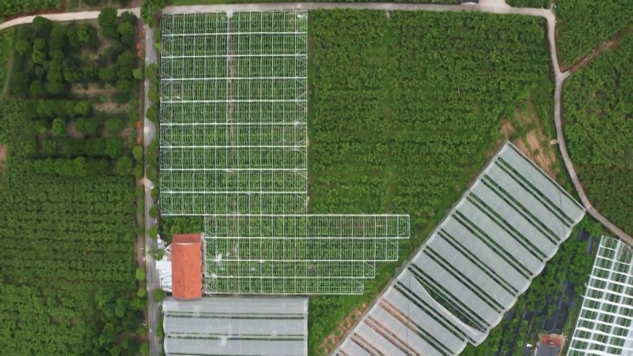 杭州余杭鸬鸟镇梨园大棚种植航拍视频素材