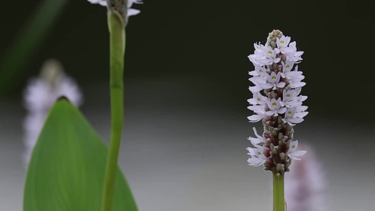 梭鱼草视频素材