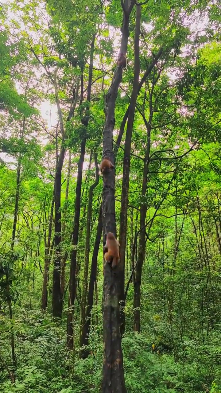 湖南张家界武陵源爬树的猴子视频素材