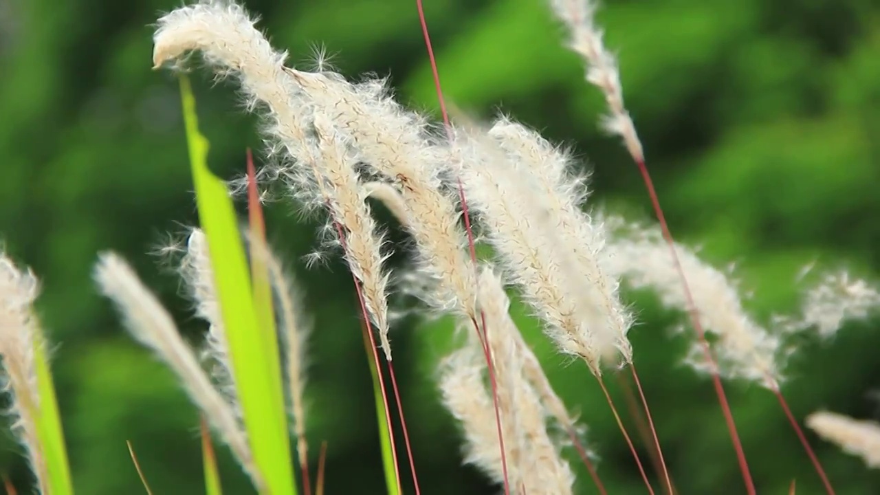 风中的野草视频素材