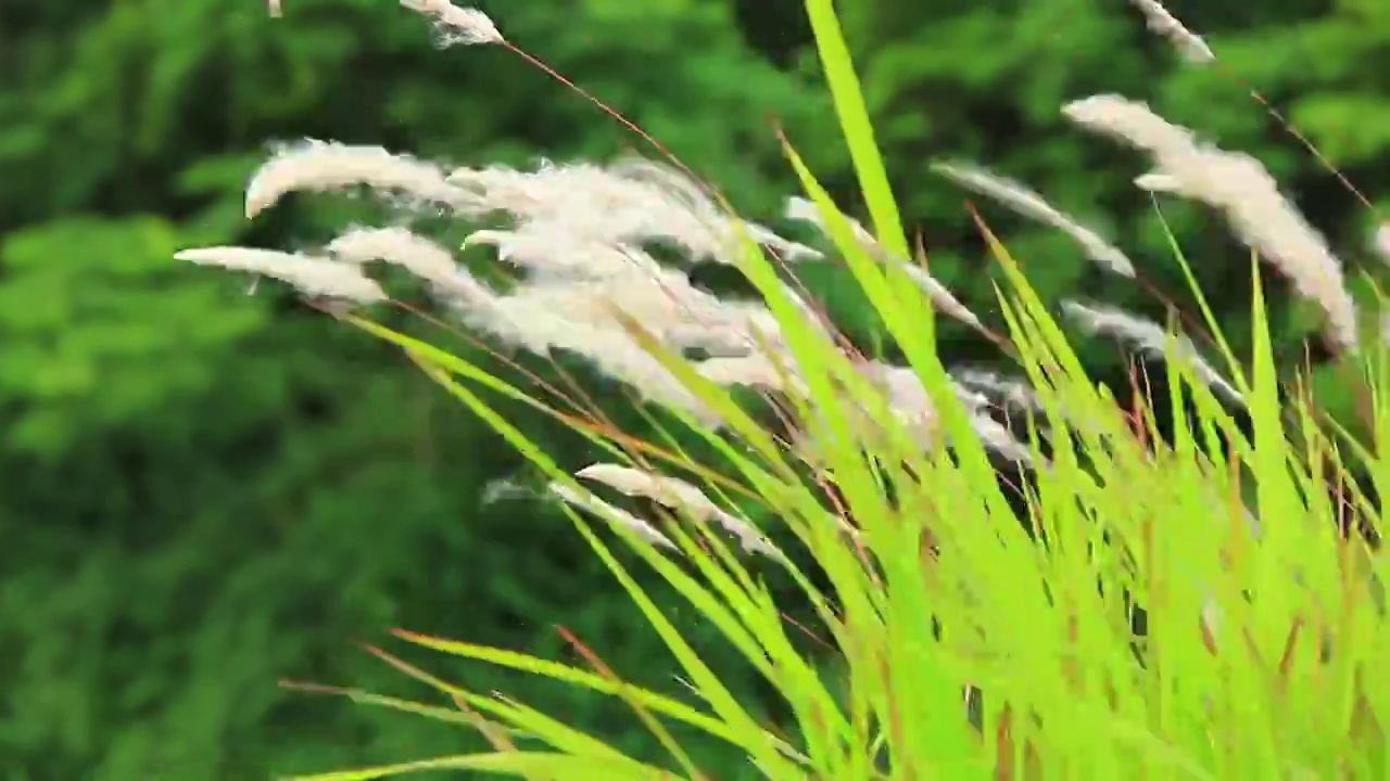 风中的野草视频素材