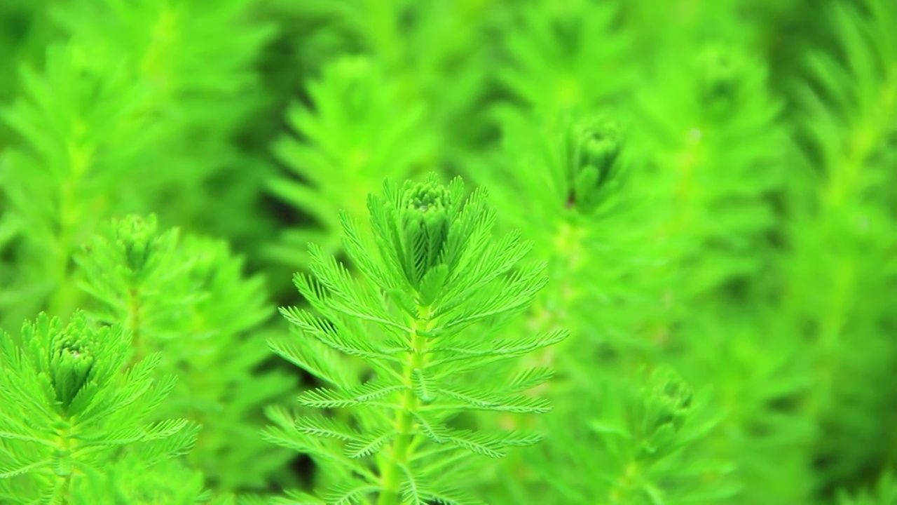 狐尾藻 水草 水生植物视频素材