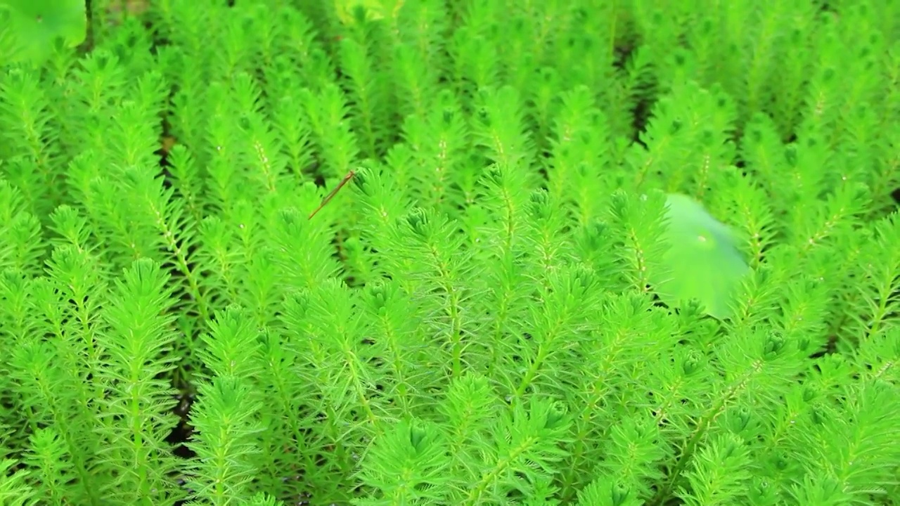 狐尾藻 水草 水生植物视频素材