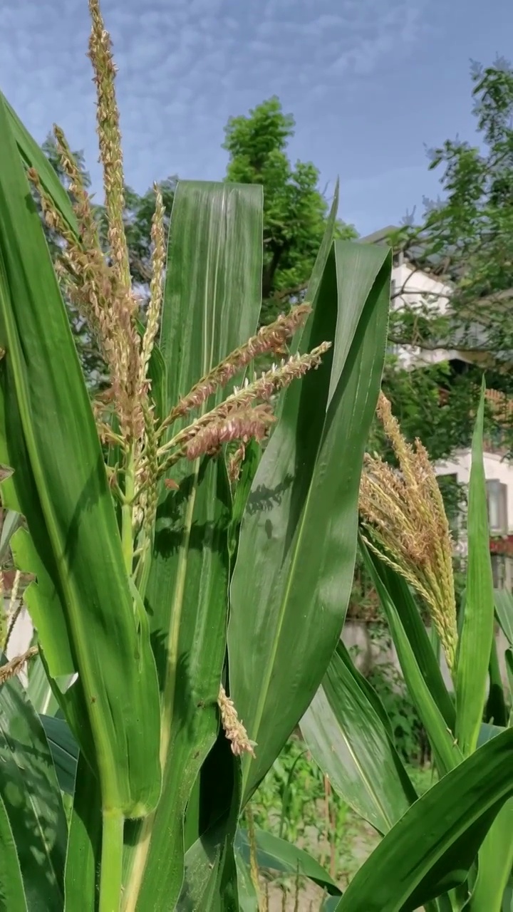 蜜蜂采花粉的场景视频素材