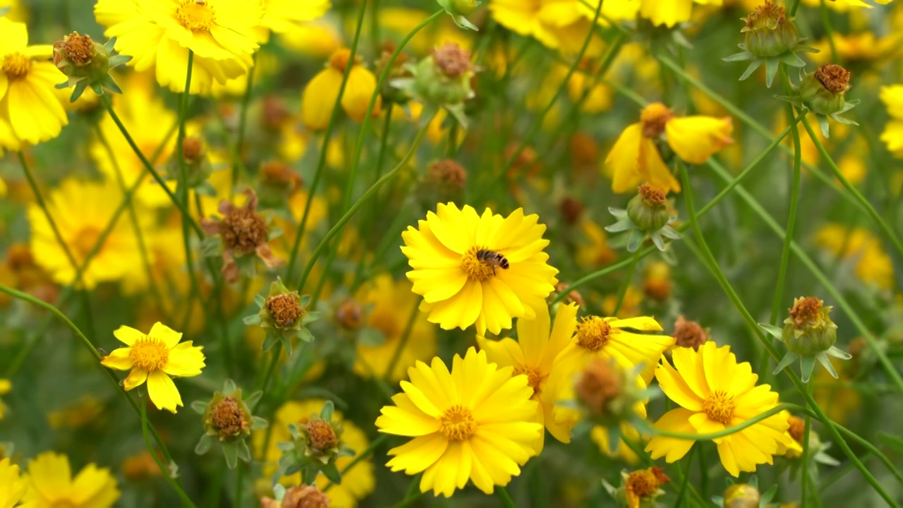 蜜蜂与花朵视频素材