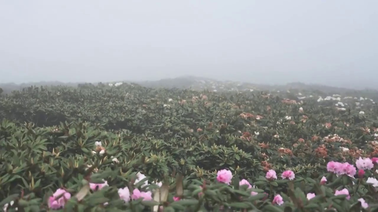 云南省兰坪雪邦北线风光视频素材